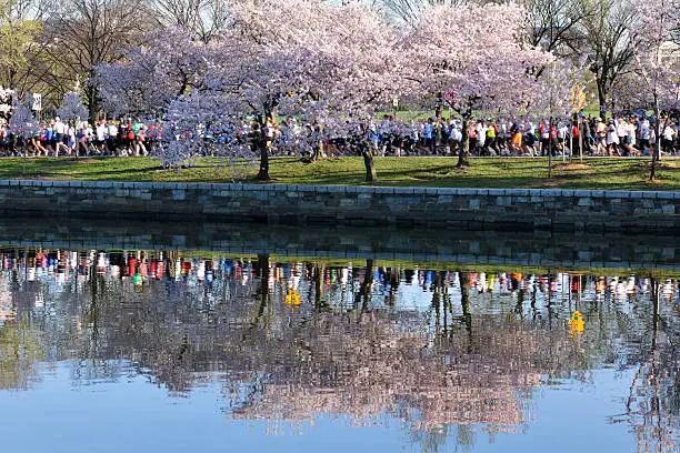 Cherry Blossom hot tub boat cruise in Washington DC