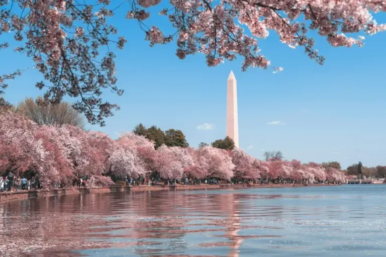 cherry blossoms in spring in DC