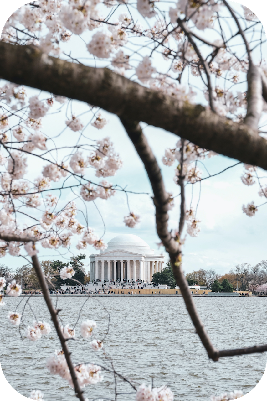 views or landmarks and cherry blossums in DC from the water