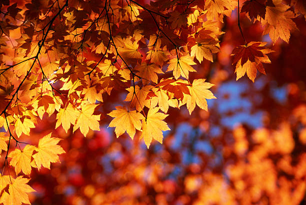 Autumn Leaves in DC