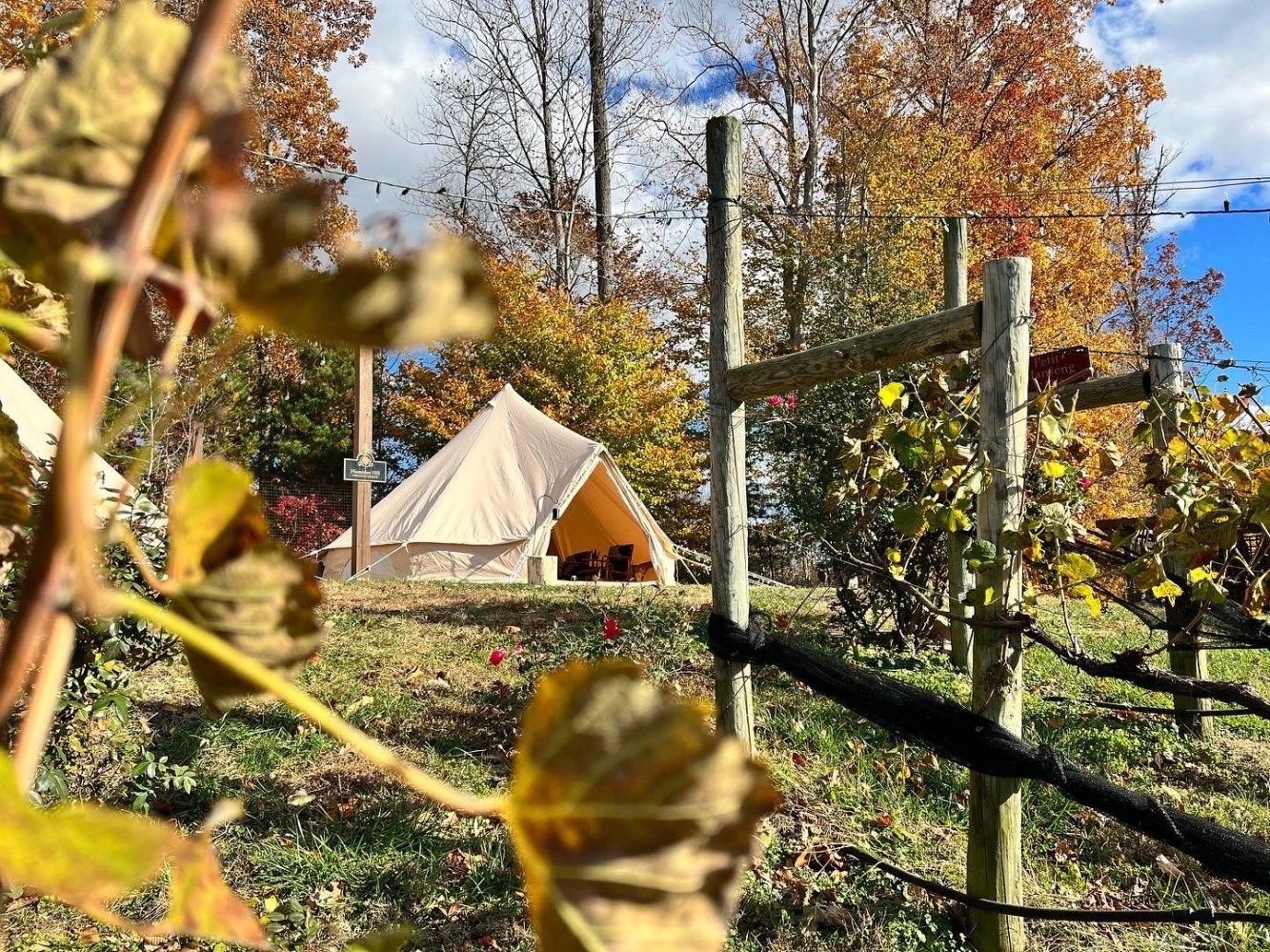 Tent through vines at potomac point vineyard & winery